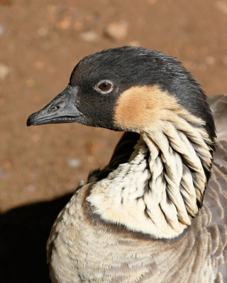 Nene