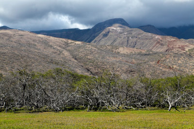 Roadside. Molokai.