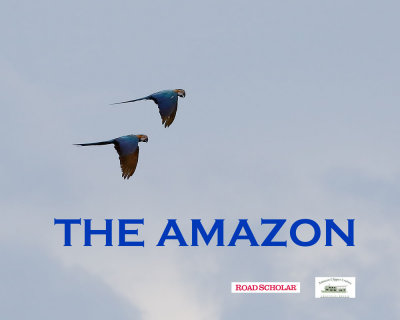 The Amazon