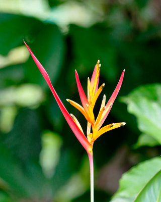 Heliconia