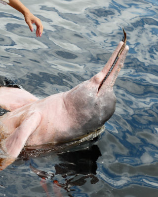 Pink Dolphin