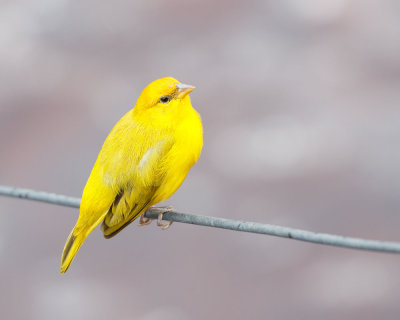 Orange-fronted Yellow Finch