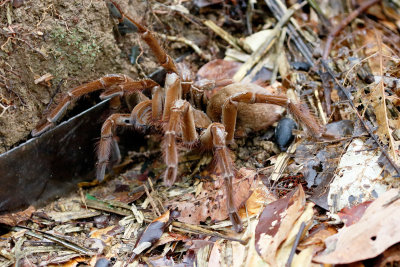 Goliath Birdeater Spider. Theraphosa blondi.