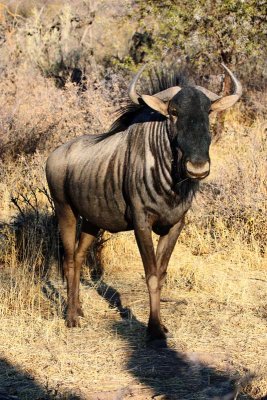 Blue Wildebeest