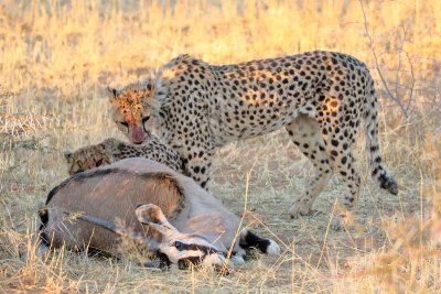 Cheetah