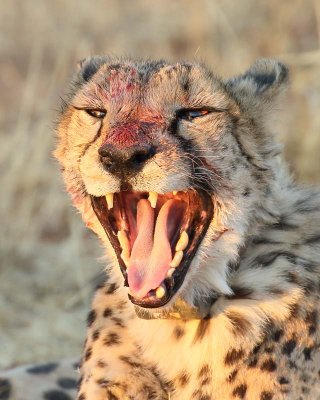 Cheetah