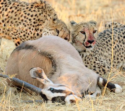 Cheetah