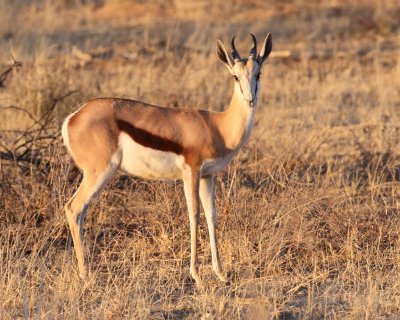 Springbok
