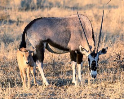 Oryx