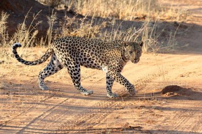 Leopard