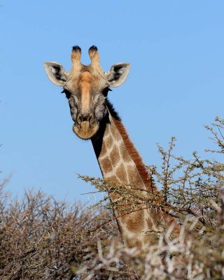 Giraffe