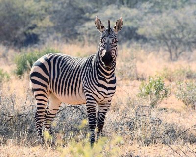 Hartmann's Mountain Zebra