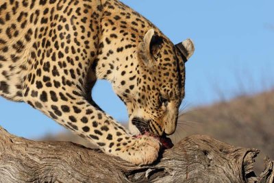 Leopard