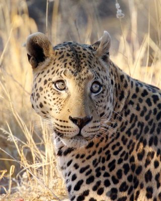 Leopard