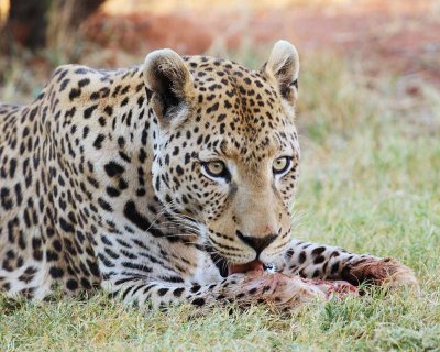 Leopard