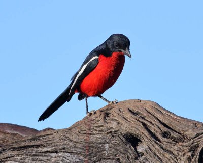 Crimson-breasted Shrike