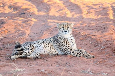 Cheetah
