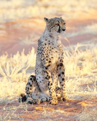 Cheetah