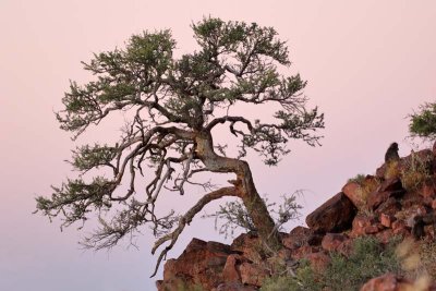 Sunset. Okonjima.