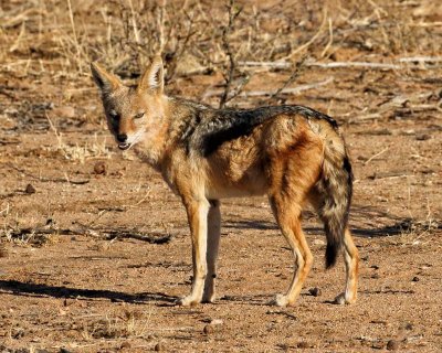 Blackbacked Jackal