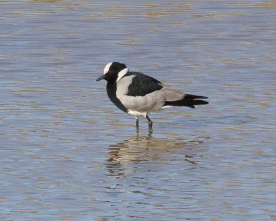 Blacksmith Lapwing