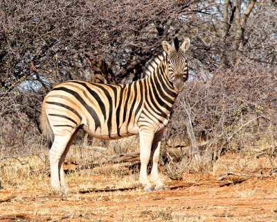 Burchell's Zebra