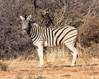 Burchell's Zebra