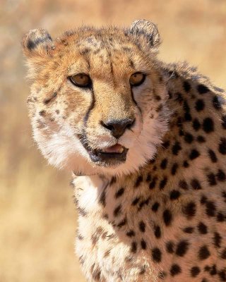 Cheetah