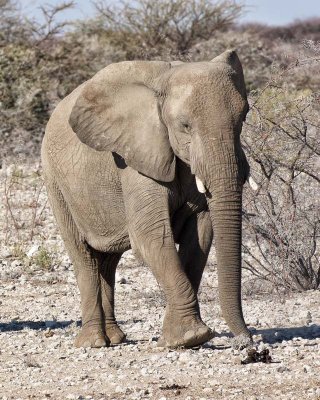 Elephant. Etosha National Park.