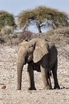 Elephant. Etosha National Park.