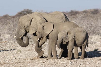 Elephant. Etosha National Park.