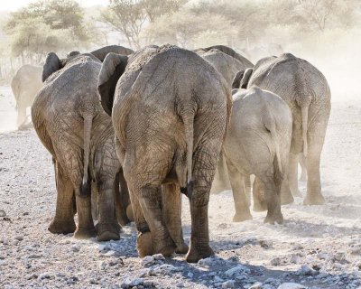 Elephant. Etosha National Park.