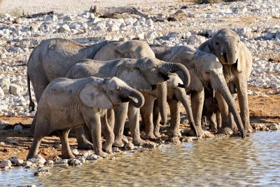 Elephant. Etosha National Park.
