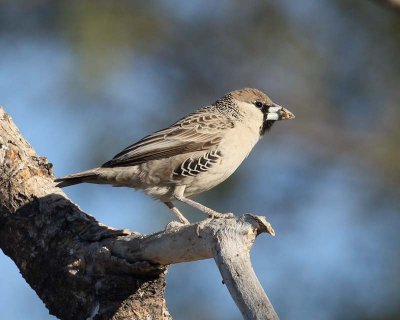 Sociable Weaver