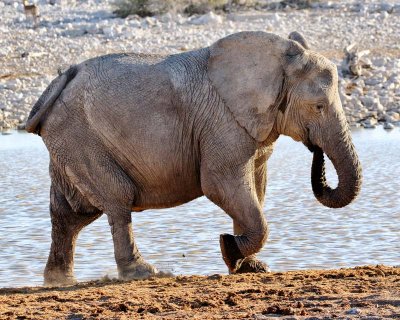 Elephant. Etosha National Park.