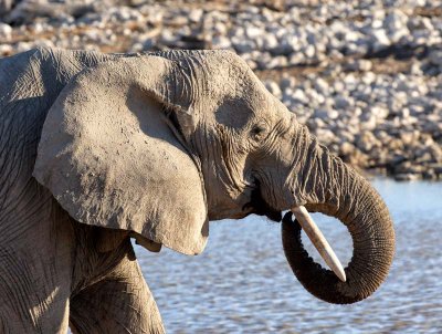 Elephant. Etosha National Park.
