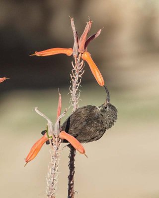 Dusky Sunbird