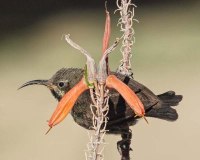 Dusky Sunbird