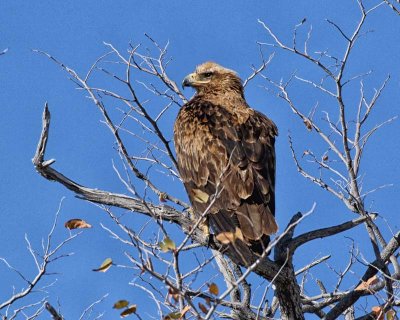 Tawny Eagle