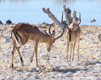Blackface Impala