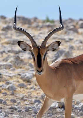 Blackfaced Impala