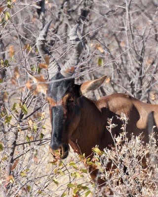 Red Hartebeest