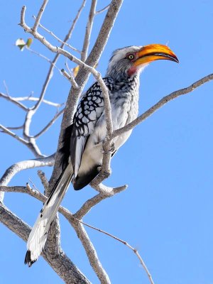 Southern Yellow-billed Hornbill