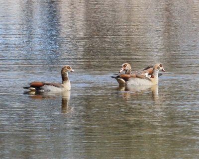 Egyptian Geese