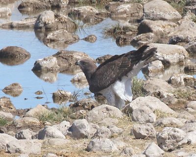 Martial Eagle