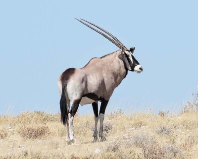 Oryx