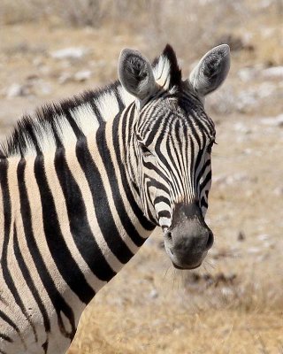 Burchell's Zebra