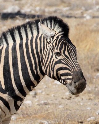 Burchell's Zebra