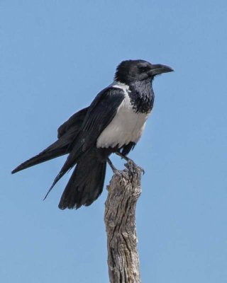 Pied Crow