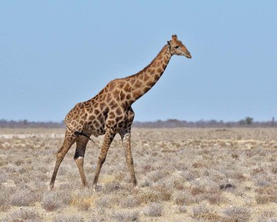 Giraffe. Etosha National Park.